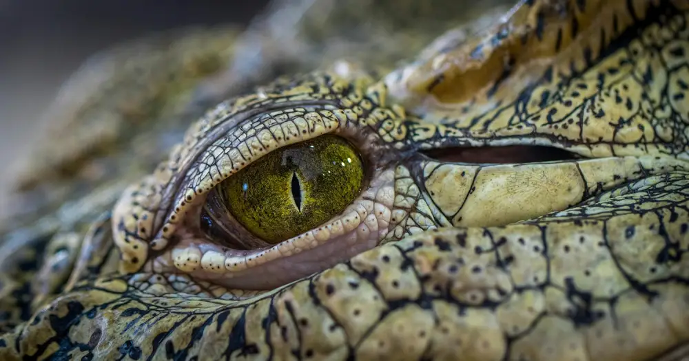 Terre de Dragon à Civaux