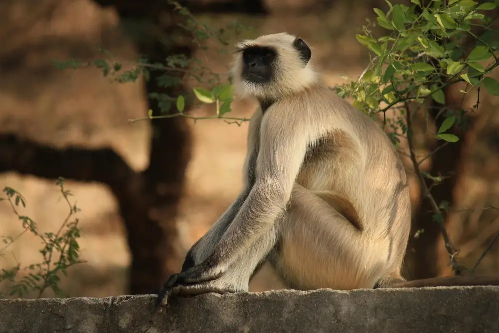 La valée des singes à Romagne
